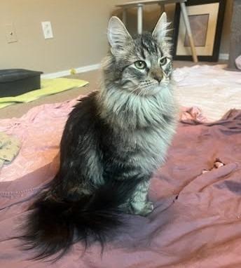 Enlarge Thelma, a Adopted Maine Coon in Phoenix, AZ image 1/1