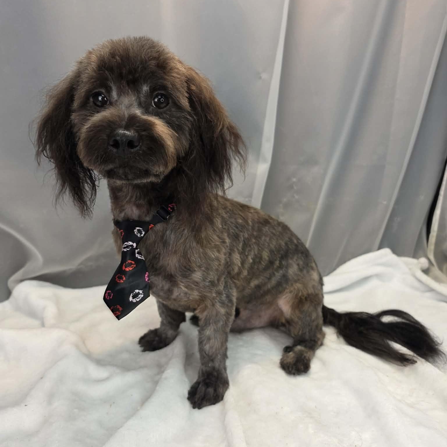 Swiss Cheese, a Adoptable mixed breed in Farmington, CT image 4/6