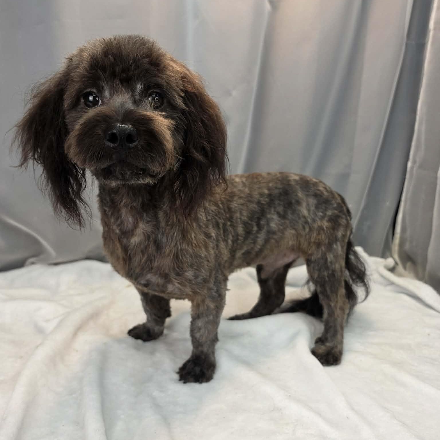 Swiss Cheese, a Adoptable mixed breed in Farmington, CT image 6/6