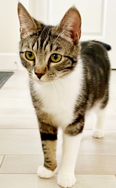 Enlarge CindyS, a Adoptable Domestic Short Hair in Fair Oaks, CA image 1/1