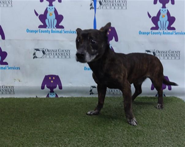 POSEIDON, Adoptable, Senior Male Cardigan Welsh Corgi & Cairn Terrier.