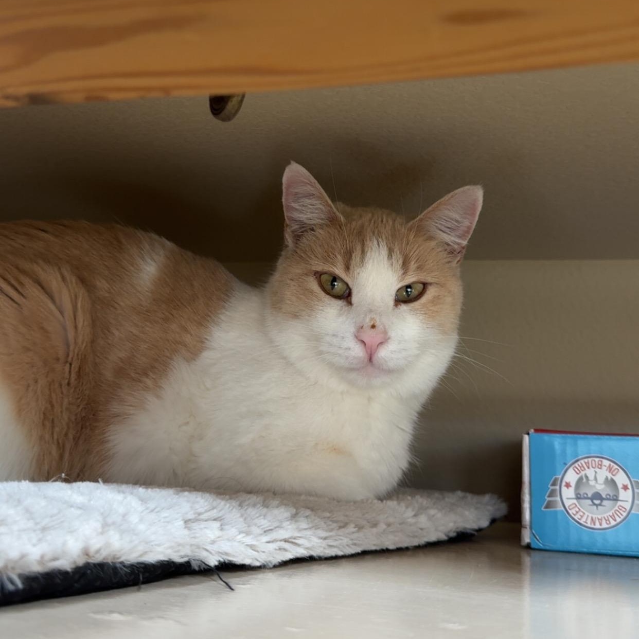 Speedy, a Adoptable Domestic Short Hair in Ridgway, CO image 2/3