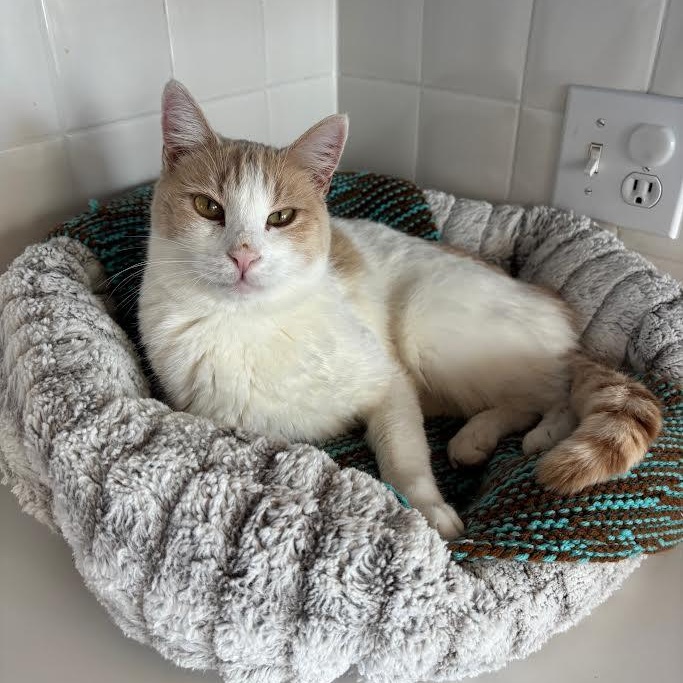 Speedy, Adoptable, Adult Male Domestic Short Hair.