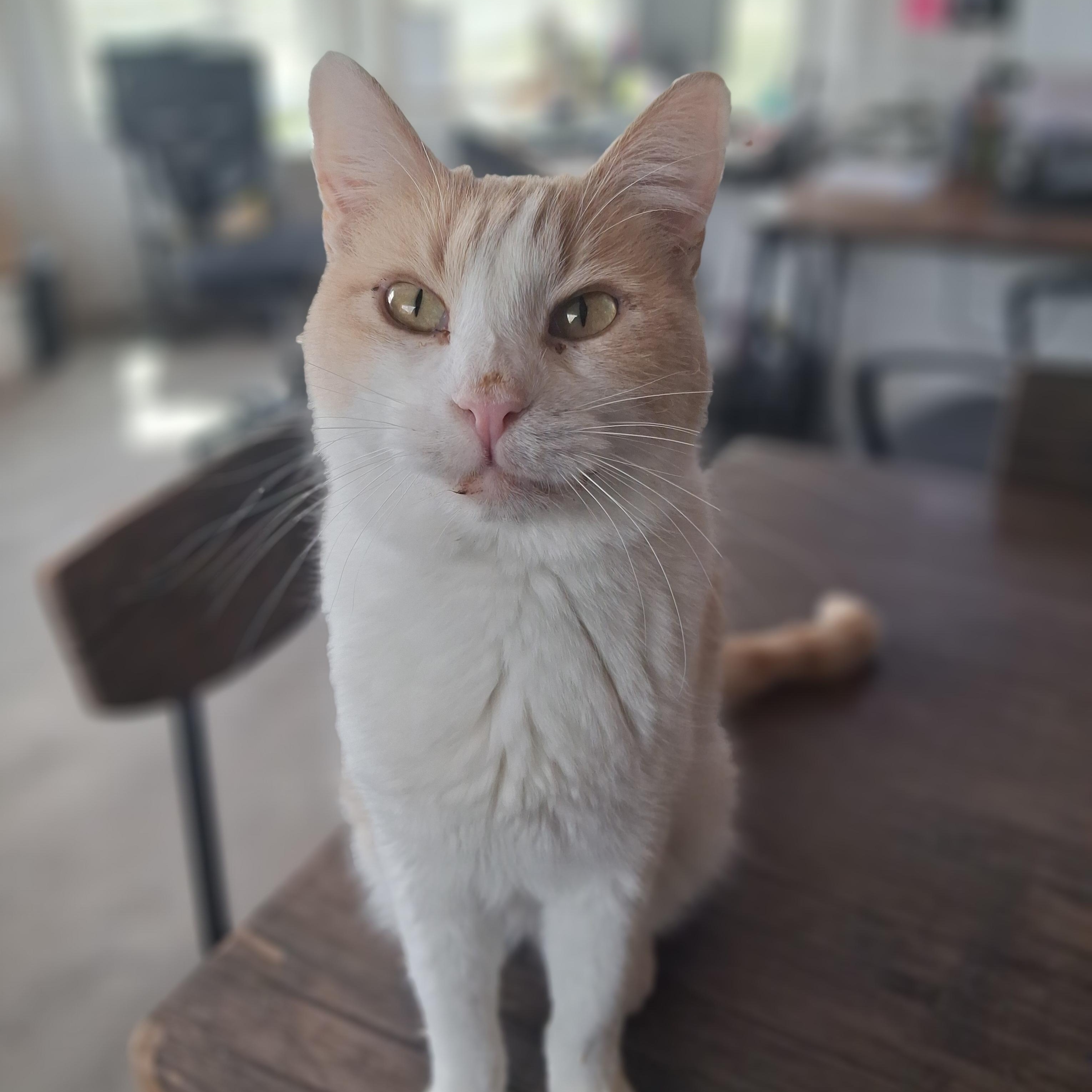 Enlarge Speedy, an adoptable Domestic Short Hair in Ridgway, CO image 1/5