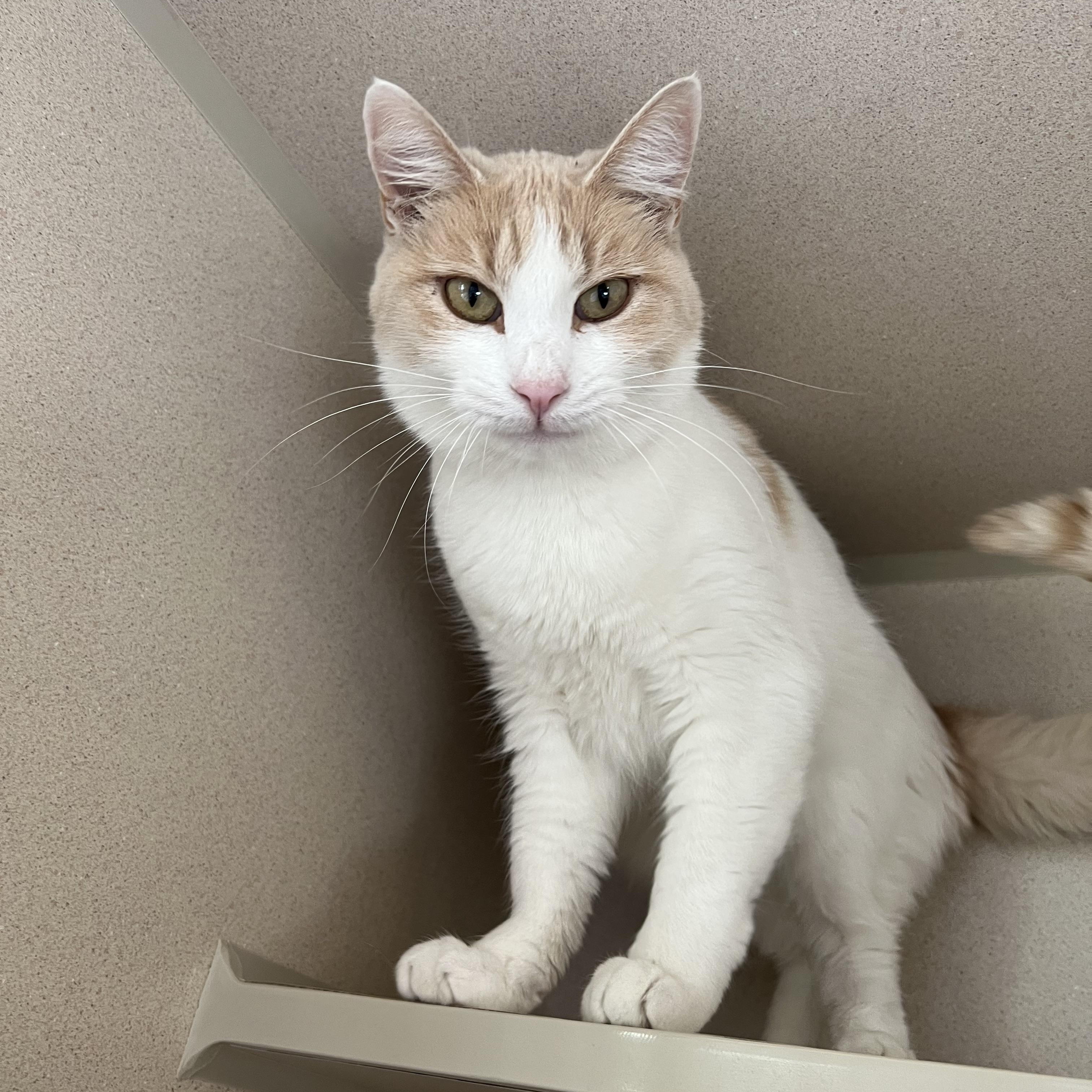 Speedy, a Adoptable Domestic Short Hair in Ridgway, CO image 3/3