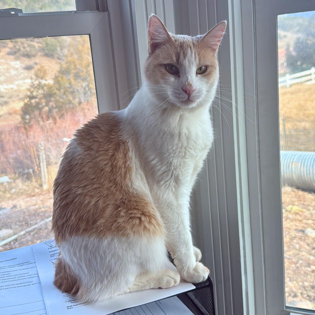 Speedy, Adoptable, Adult Male Domestic Short Hair.