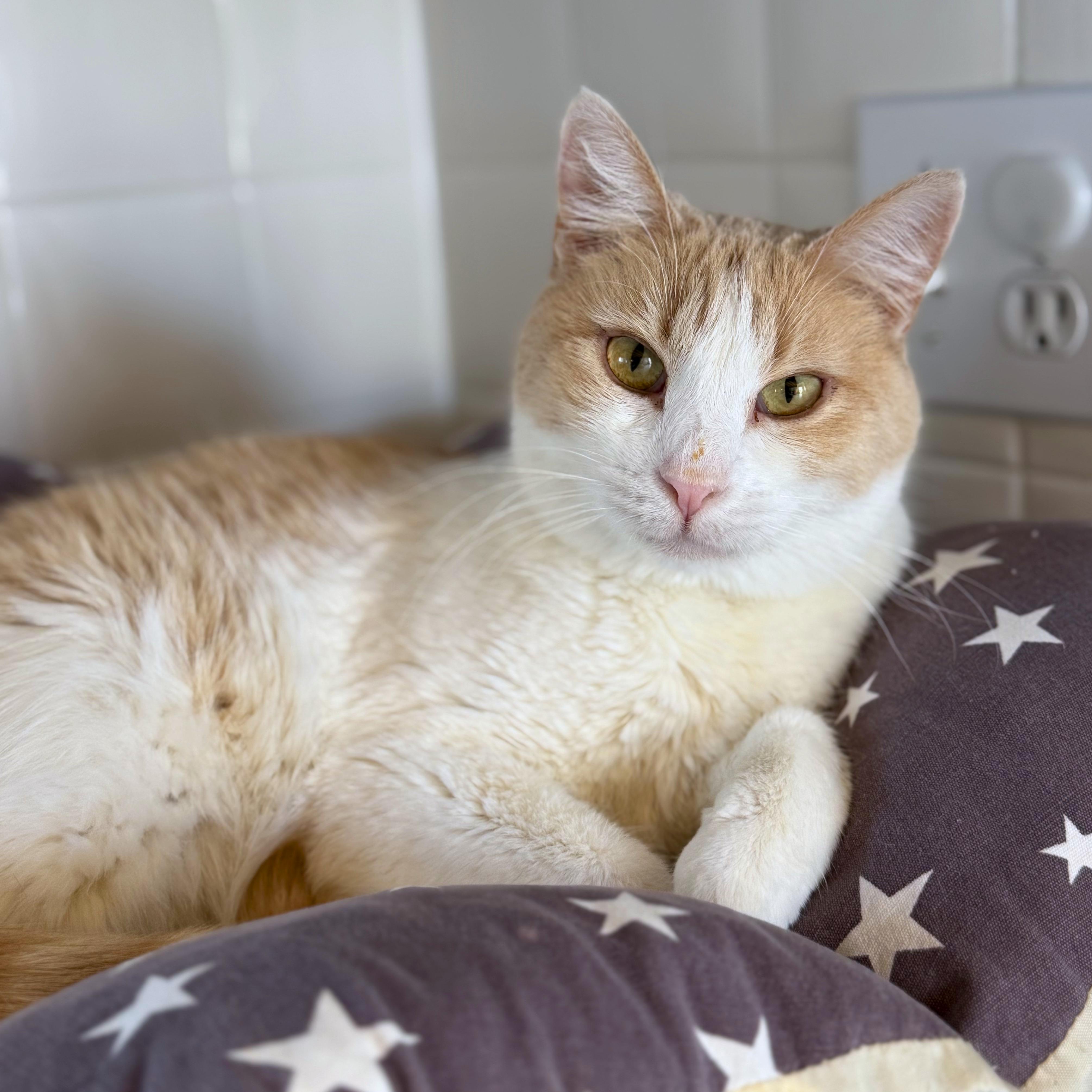 Speedy, adoptable, Adult Male Domestic Short Hair.
