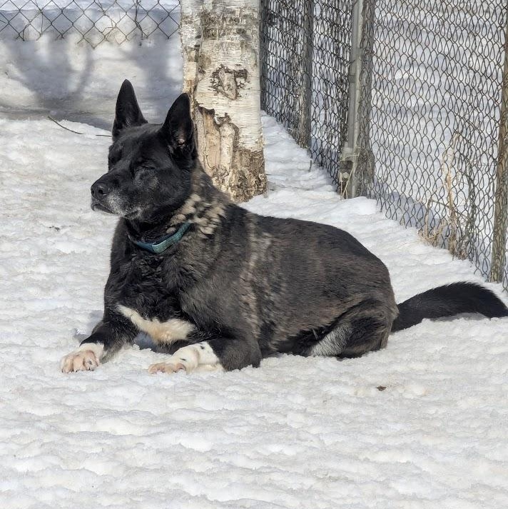 Enlarge ROCKY, a Adoptable mixed breed in Parry Sound, ON image 3/5