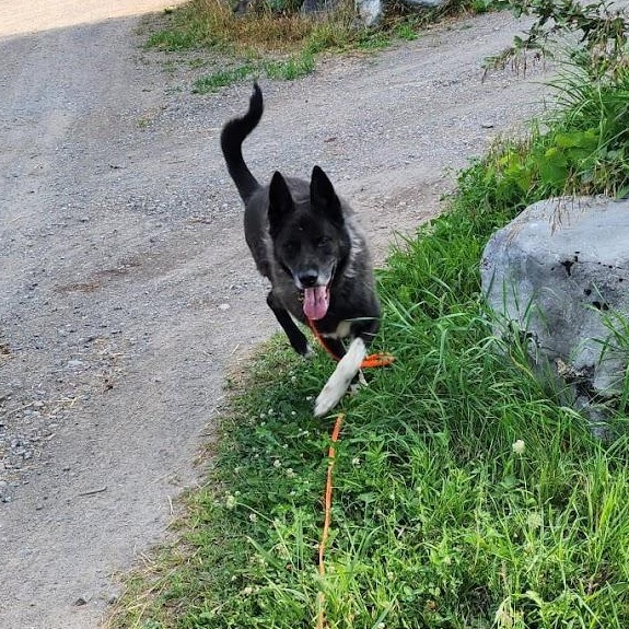 Enlarge ROCKY, a Adoptable mixed breed in Parry Sound, ON image 5/5