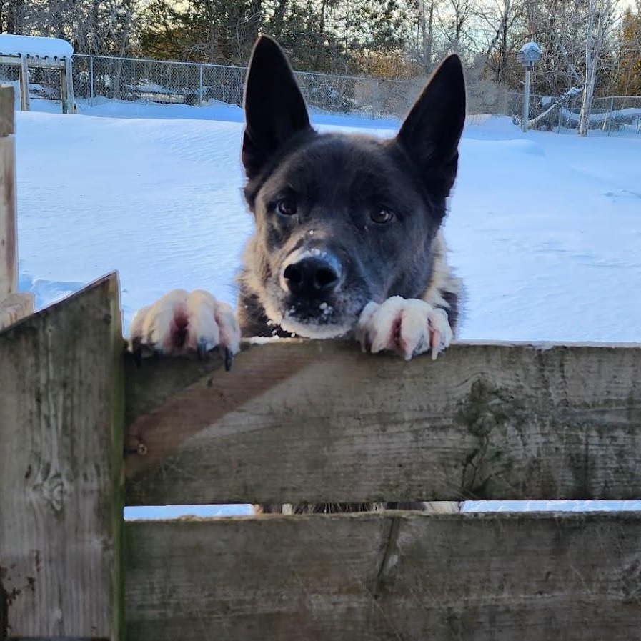 Enlarge ROCKY, a Adoptable mixed breed in Parry Sound, ON image 2/5