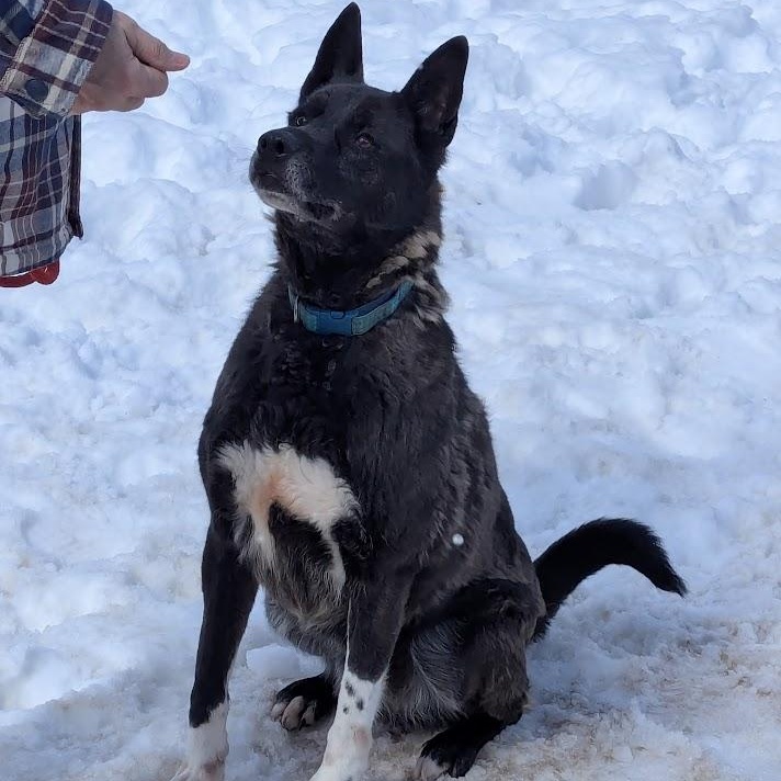 Enlarge ROCKY, a Adoptable mixed breed in Parry Sound, ON image 1/5
