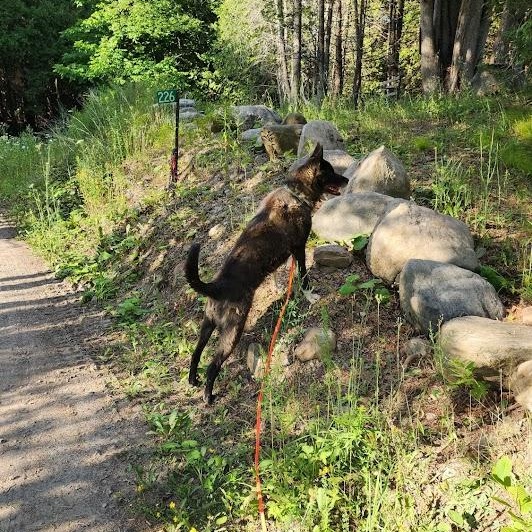 Enlarge ROCKY, a Adoptable mixed breed in Parry Sound, ON image 4/5