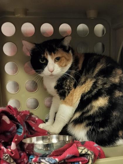 Cordelia, Adoptable, Young Female Domestic Short Hair & Domestic Short Hair.