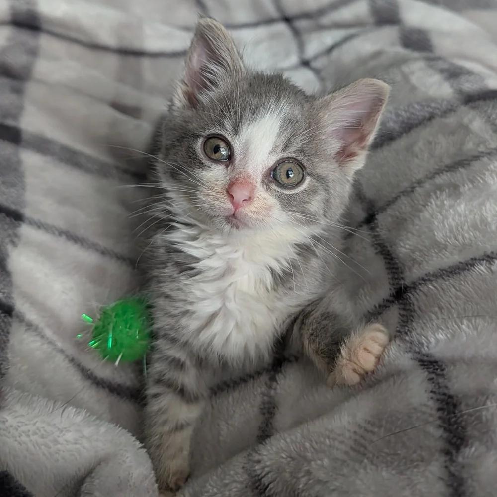 Enlarge Dumbo, a Adopted Domestic Short Hair in Davison, MI image 2/4