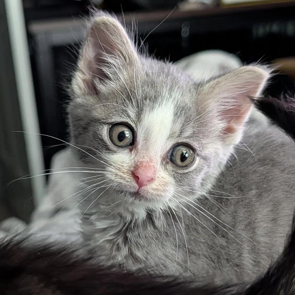 Enlarge Dumbo, a Adopted Domestic Short Hair in Davison, MI image 3/4