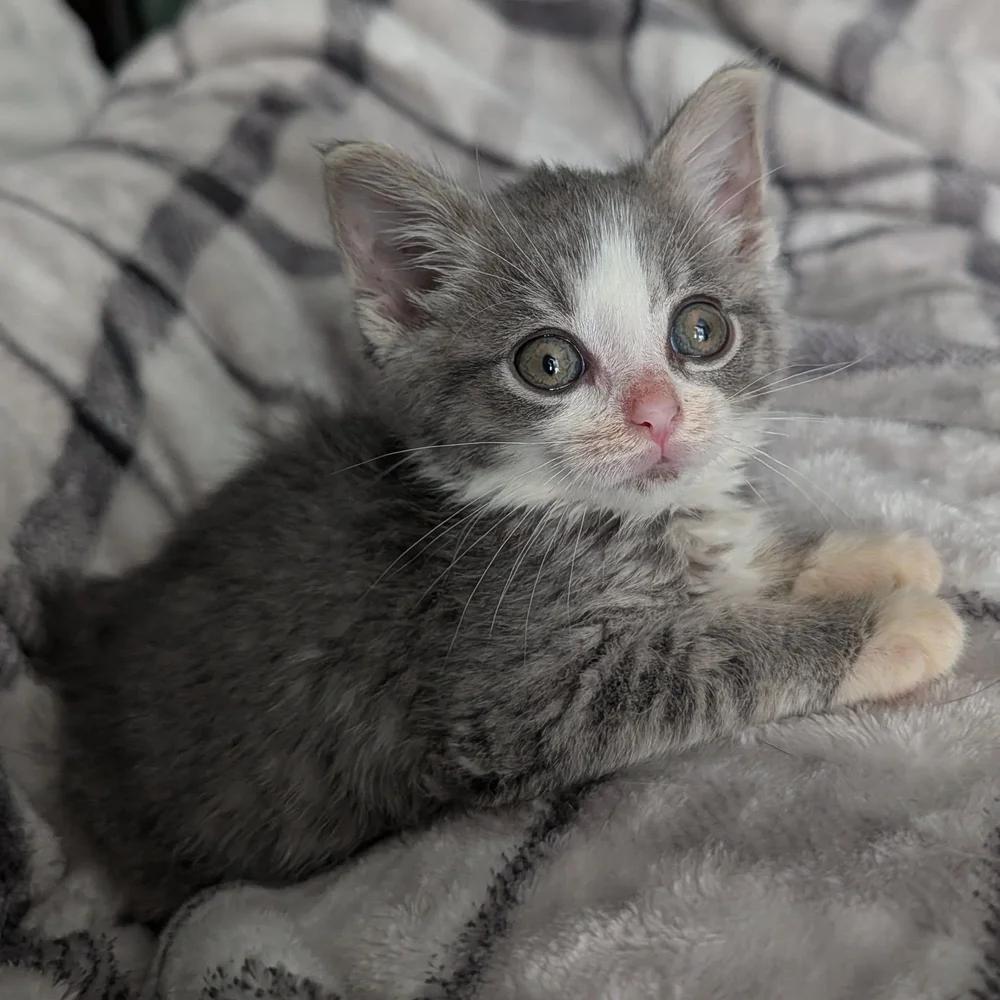 Enlarge Dumbo, a Adopted Domestic Short Hair in Davison, MI image 4/4