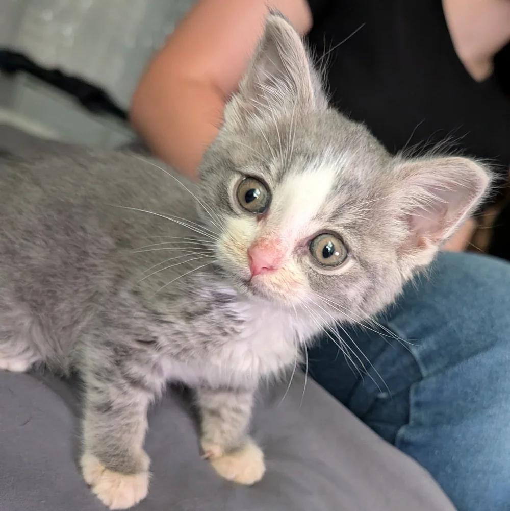 Enlarge Dumbo, a Adopted Domestic Short Hair in Davison, MI image 1/4