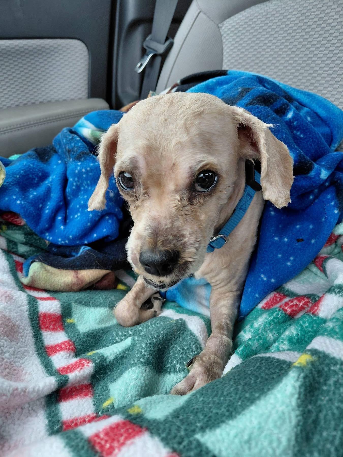 Enlarge Andy, an adoptable mixed breed in Toledo, OH image 2/5