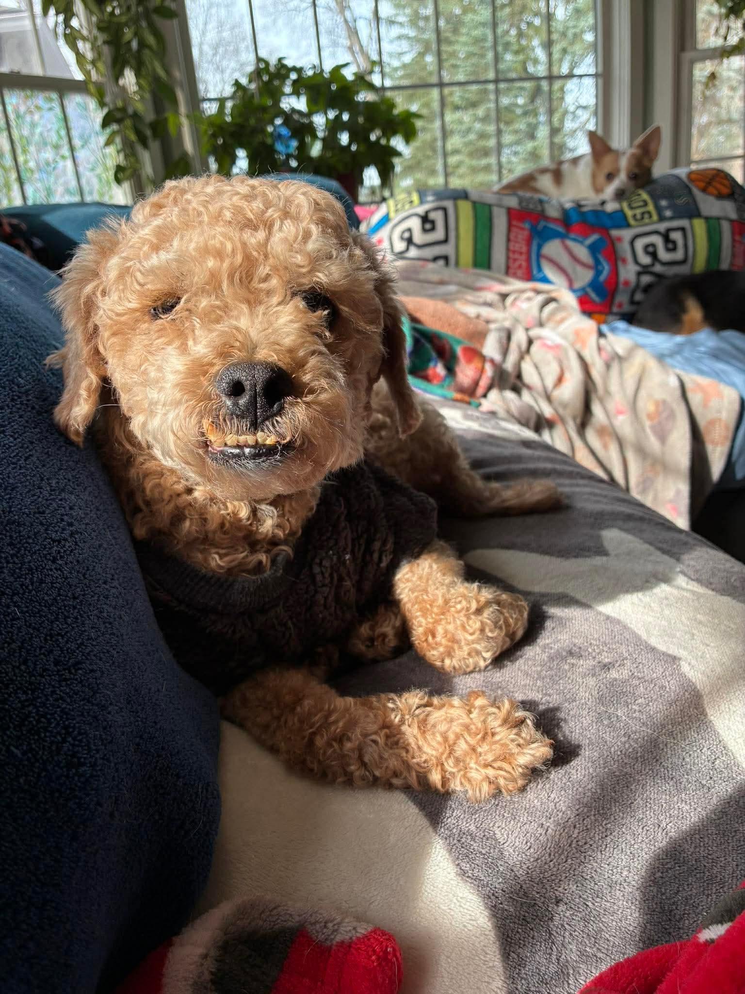 Andy, adoptable, Adult Male Poodle.