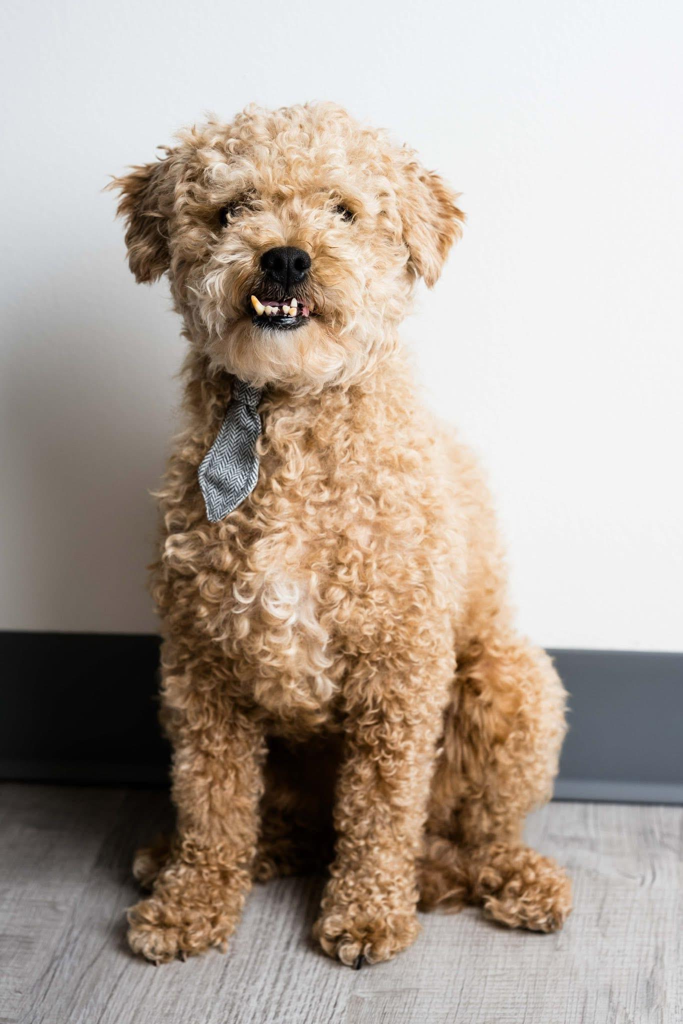 Andy, adoptable, Adult Male Poodle.