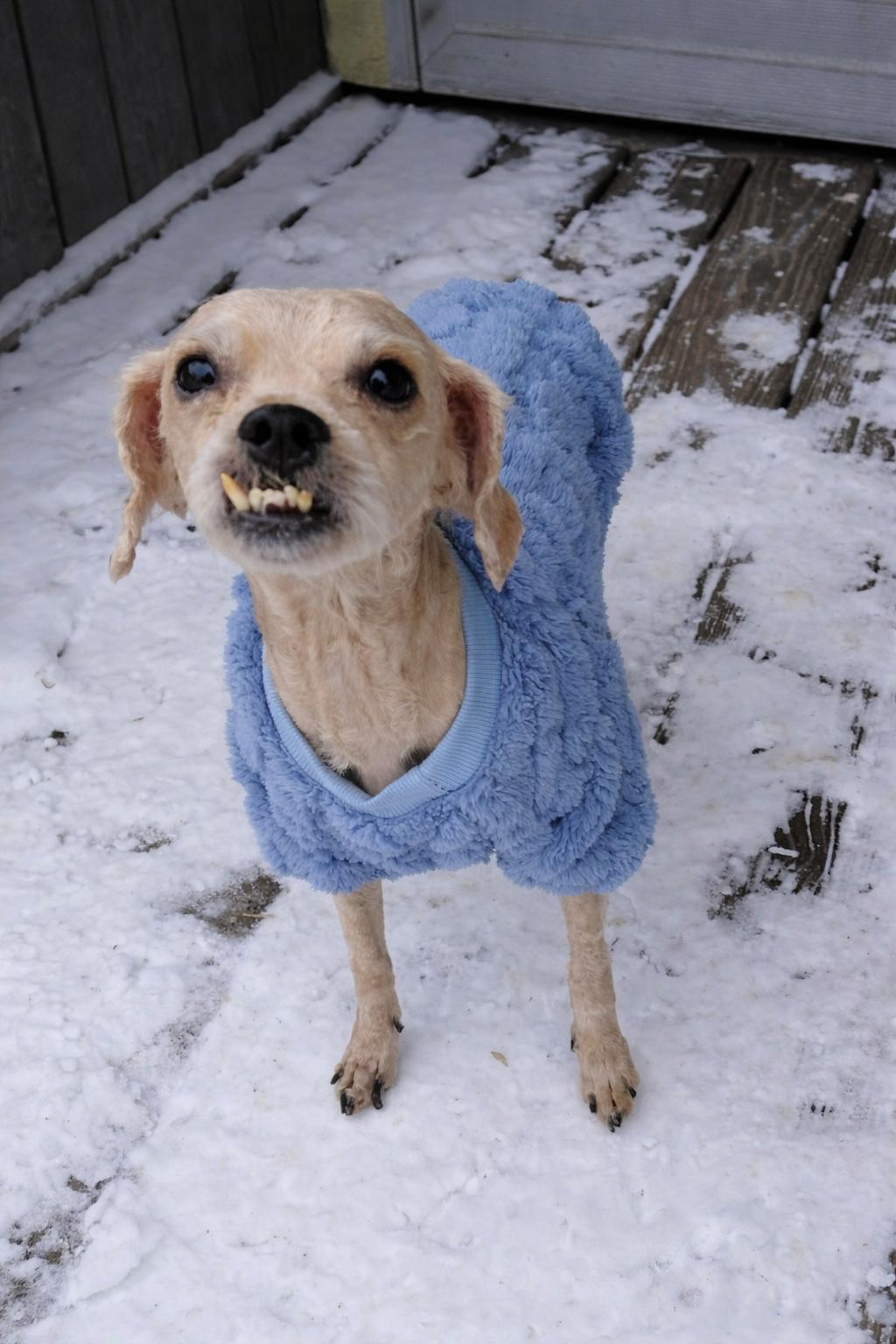 Enlarge Andy, an adoptable mixed breed in Toledo, OH image 1/5