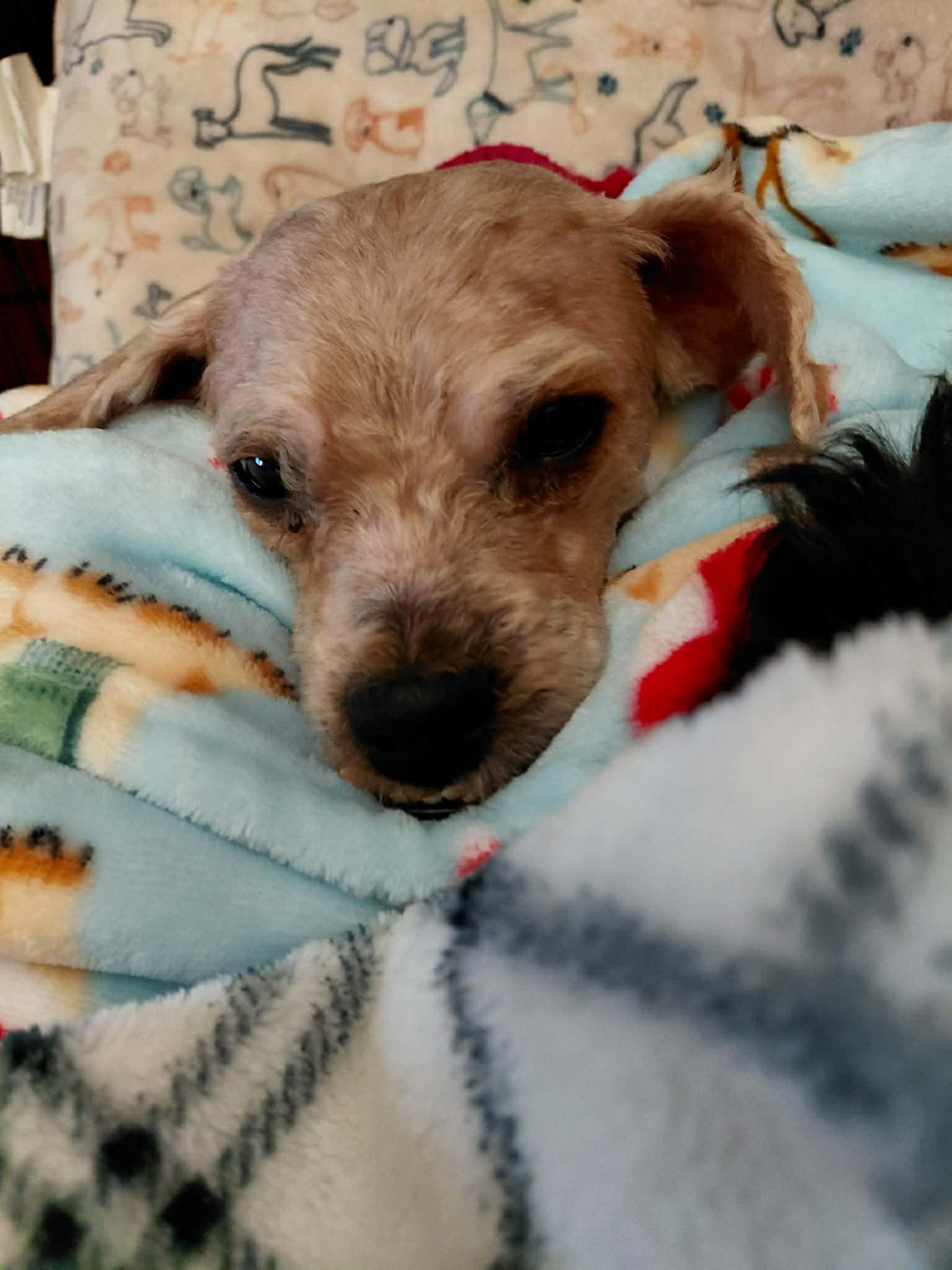 Enlarge Andy, an adoptable mixed breed in Toledo, OH image 5/5