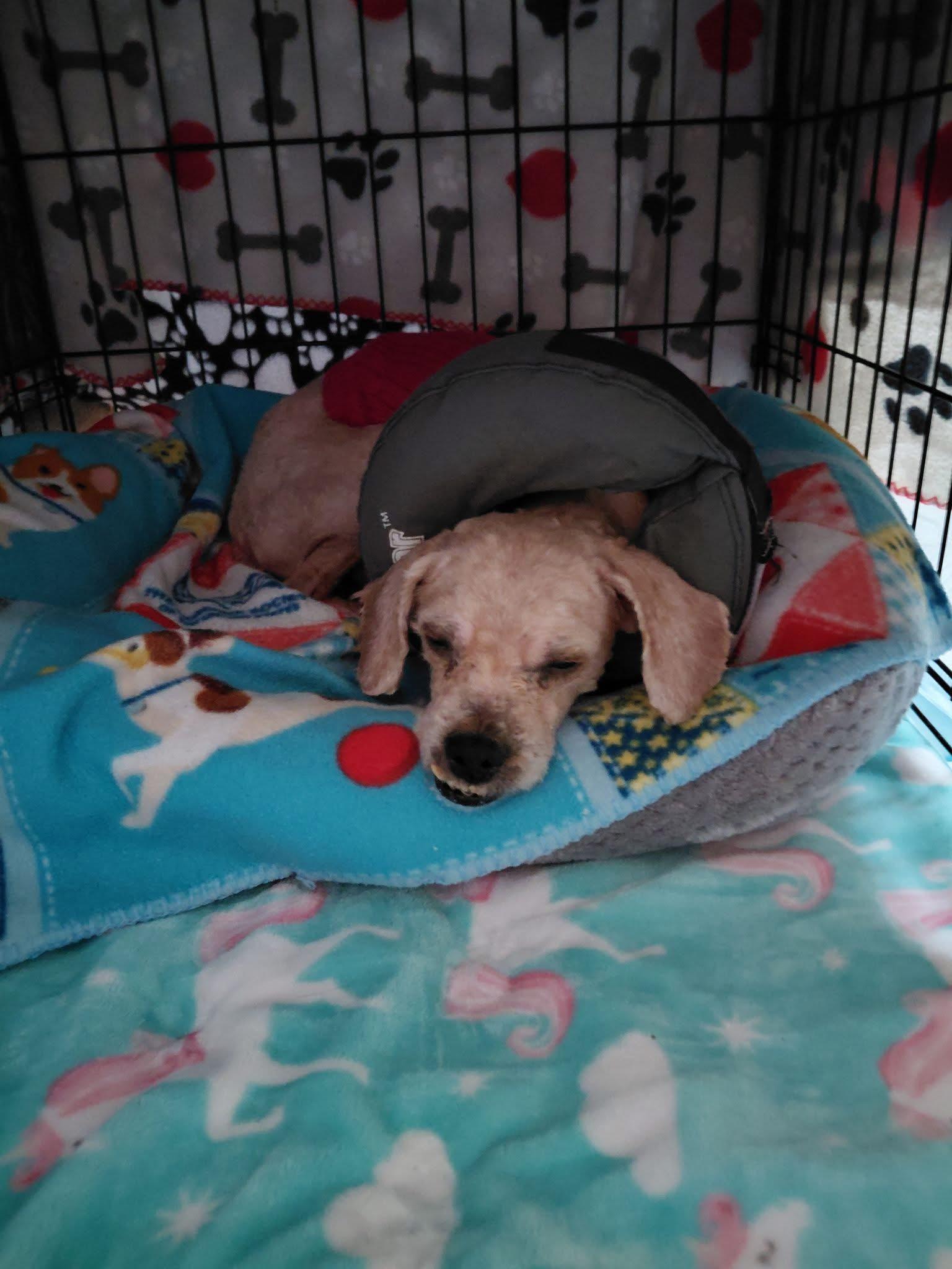 Enlarge Andy, an adoptable mixed breed in Toledo, OH image 3/5