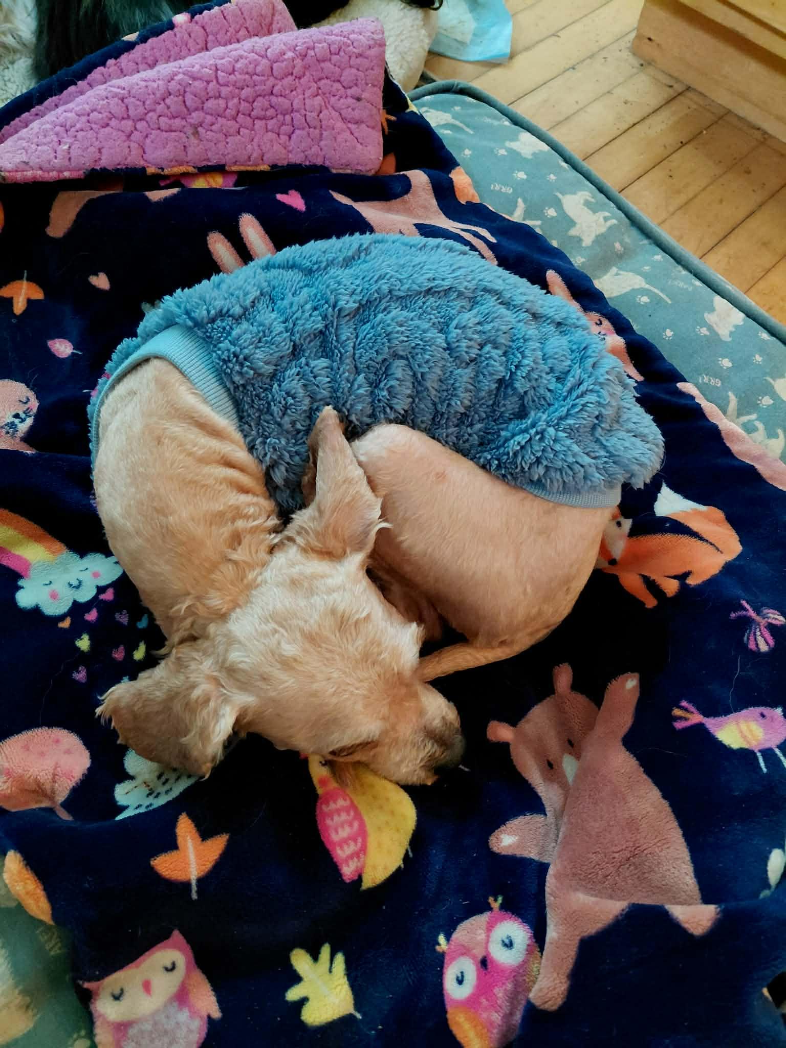 Enlarge Andy, an adoptable mixed breed in Toledo, OH image 4/5