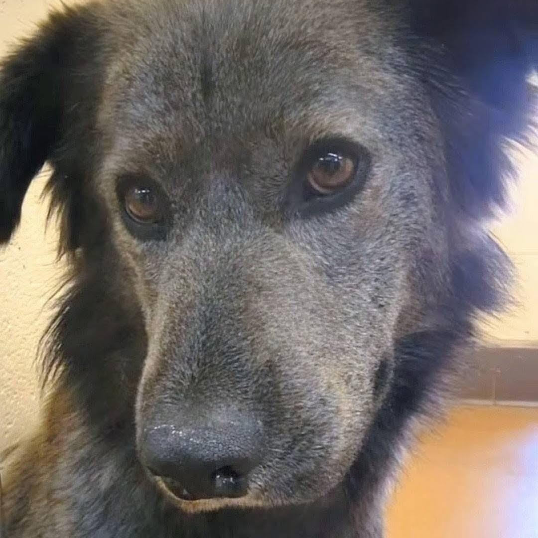 Enlarge Pepper #254971, a Adopted mixed breed in Portland, OR image 3/6