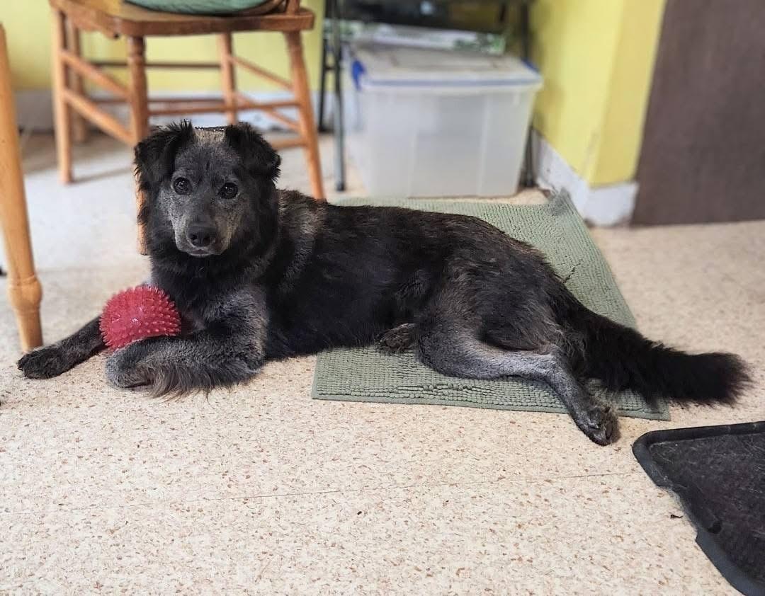 Enlarge Pepper #254971, a Adopted mixed breed in Portland, OR image 4/6