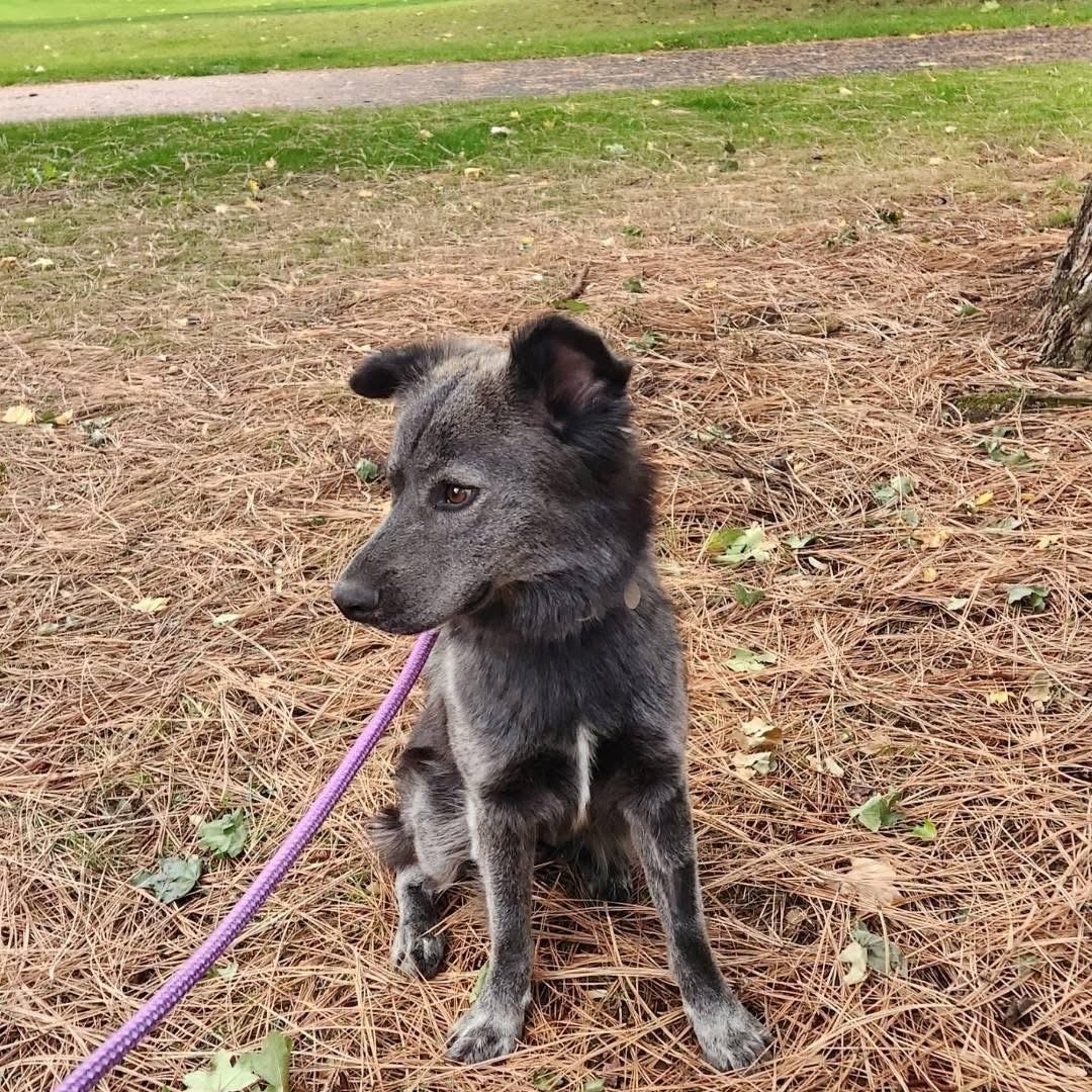 Enlarge Pepper #254971, a Adopted mixed breed in Portland, OR image 5/6