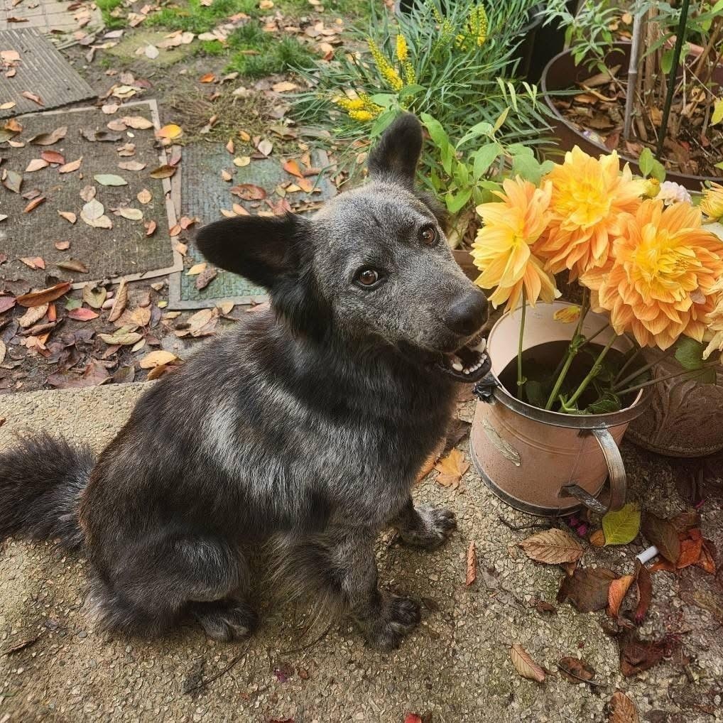 Pepper #254971, Adopted, Adult Male Border Collie & Australian Shepherd.