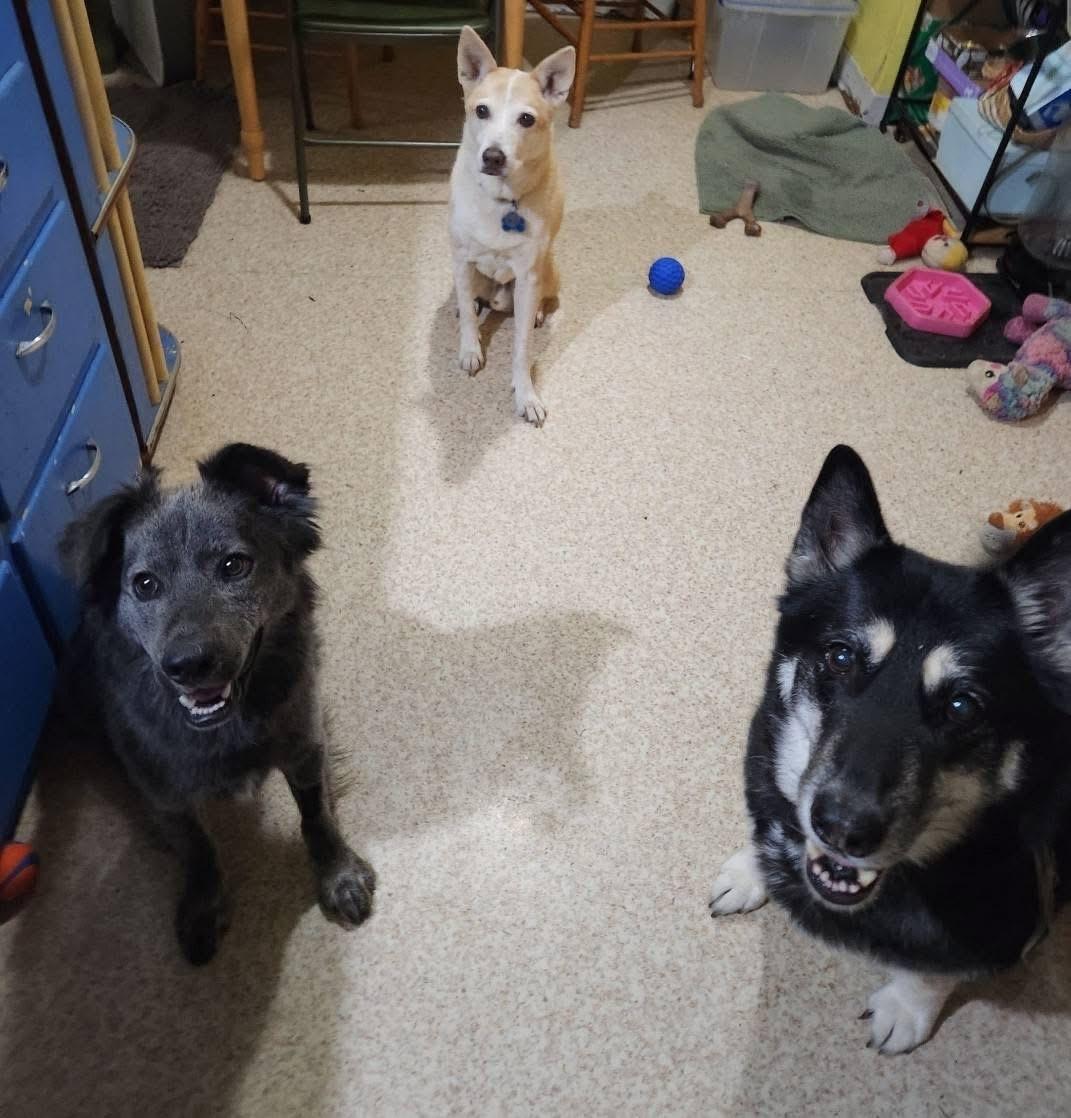 Enlarge Pepper #254971, a Adopted mixed breed in Portland, OR image 6/6