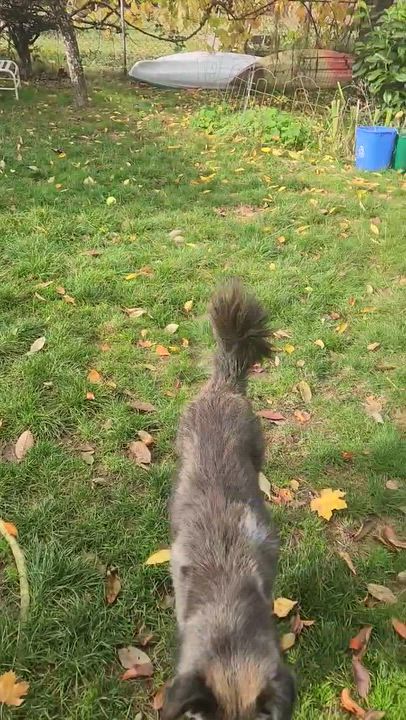 Enlarge Pepper #254971, a Adopted mixed breed in Portland, OR video 2/6