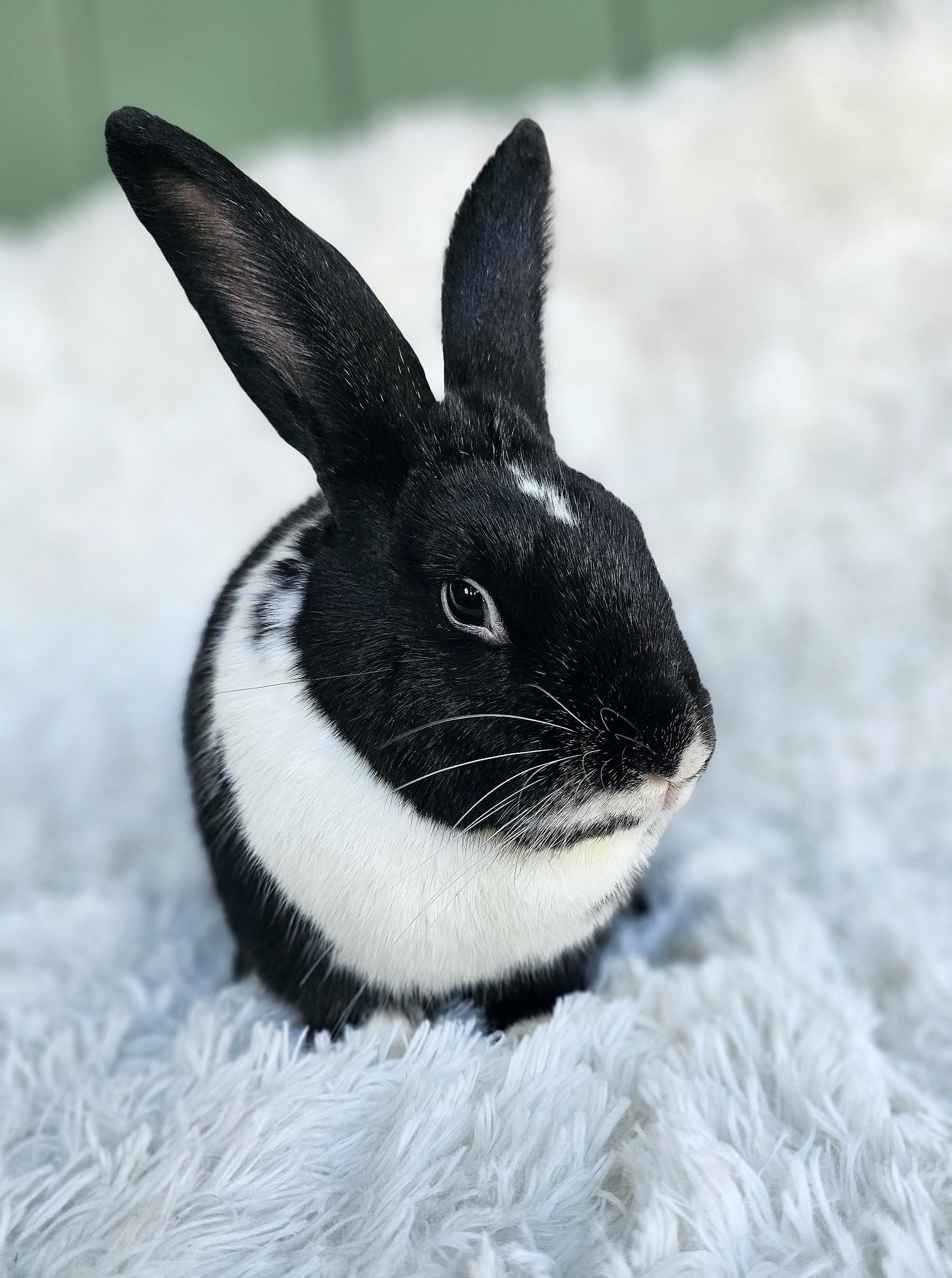 Oak, an adoptable mixed breed in Harrisburg, OR image 1/3