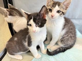 Enlarge AJ, a Adoptable Domestic Short Hair in Edison, NJ image 1/1