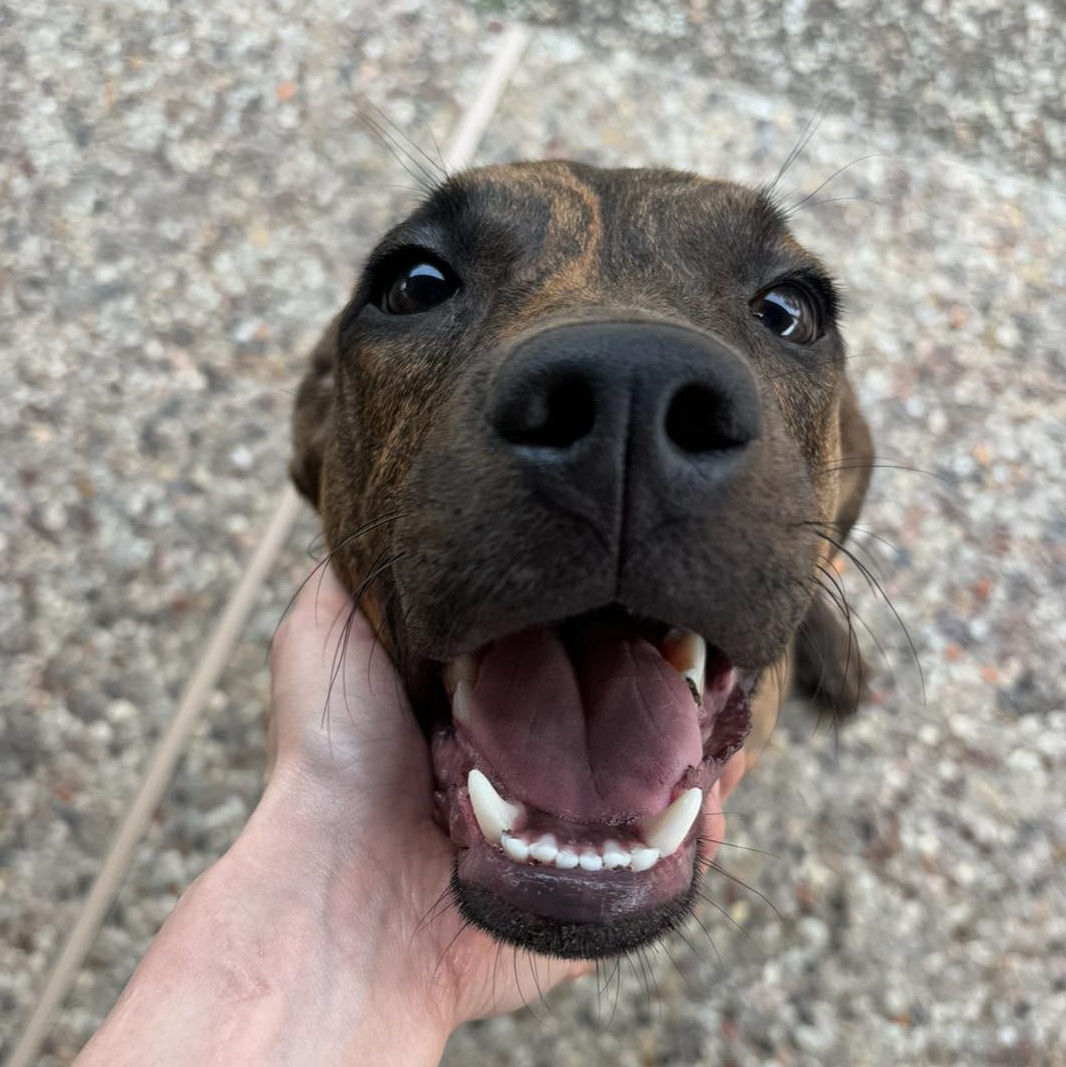 Dog for adoption Nala, a Plott Hound in Portland, OR Petfinder