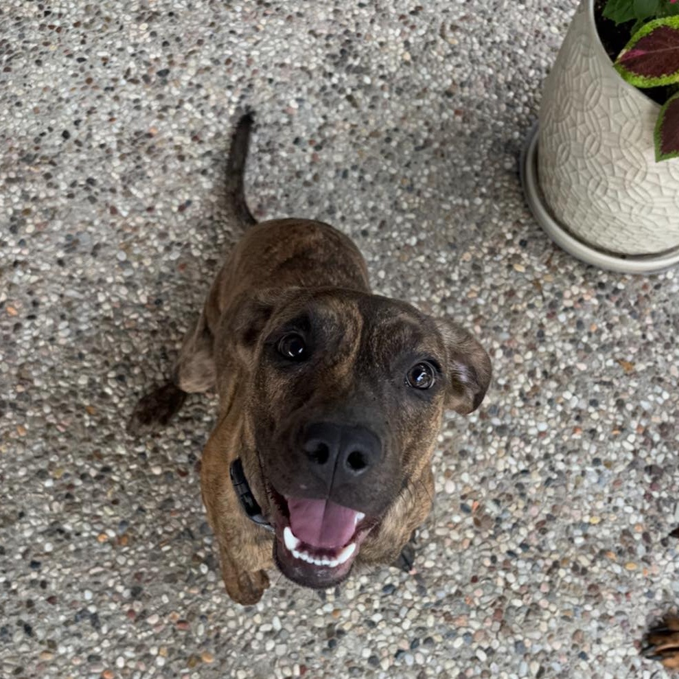 Dog for adoption Nala, a Plott Hound in Portland, OR Petfinder
