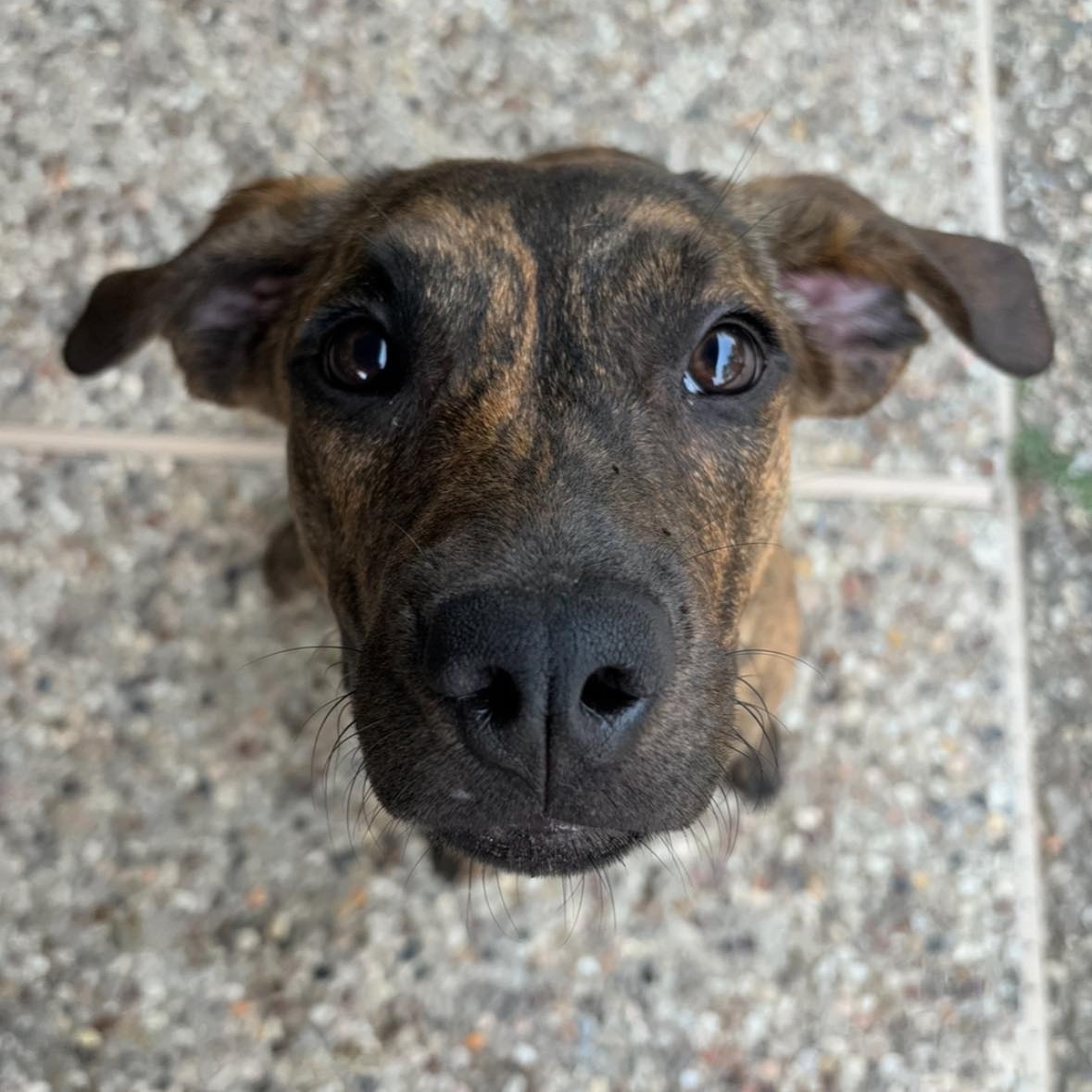 Dog for adoption Nala, a Plott Hound in Portland, OR Petfinder