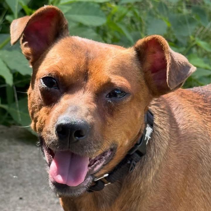 Enlarge Benny, a Adoptable mixed breed in Kansas City, MO image 1/5