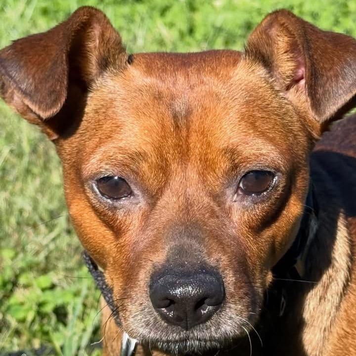 Enlarge Benny, a Adoptable mixed breed in Kansas City, MO image 2/5
