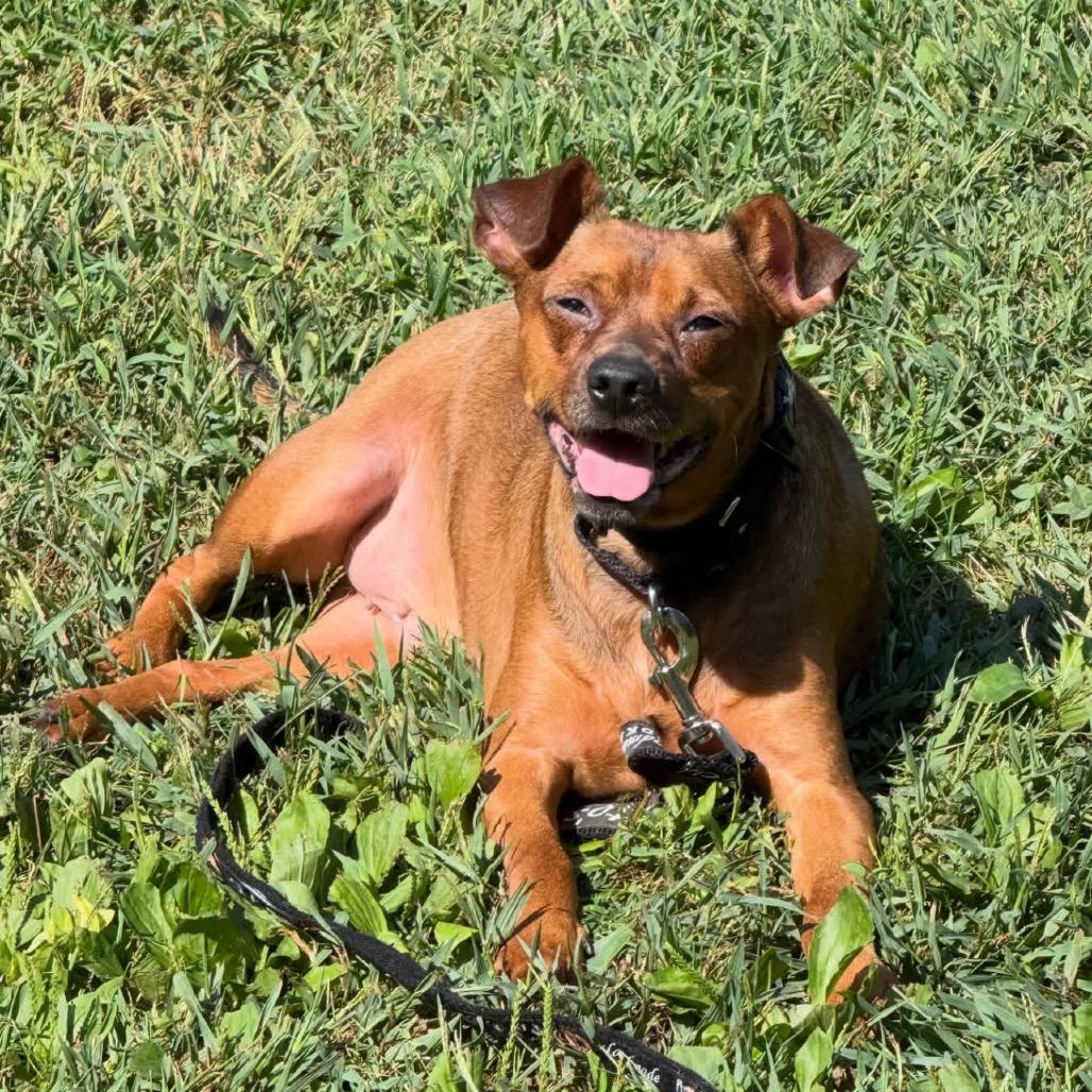 Enlarge Benny, a Adoptable mixed breed in Kansas City, MO image 3/5