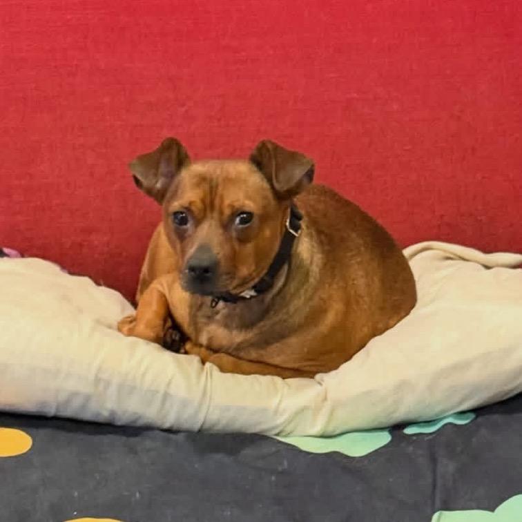 Enlarge Benny, a Adoptable mixed breed in Kansas City, MO image 4/5