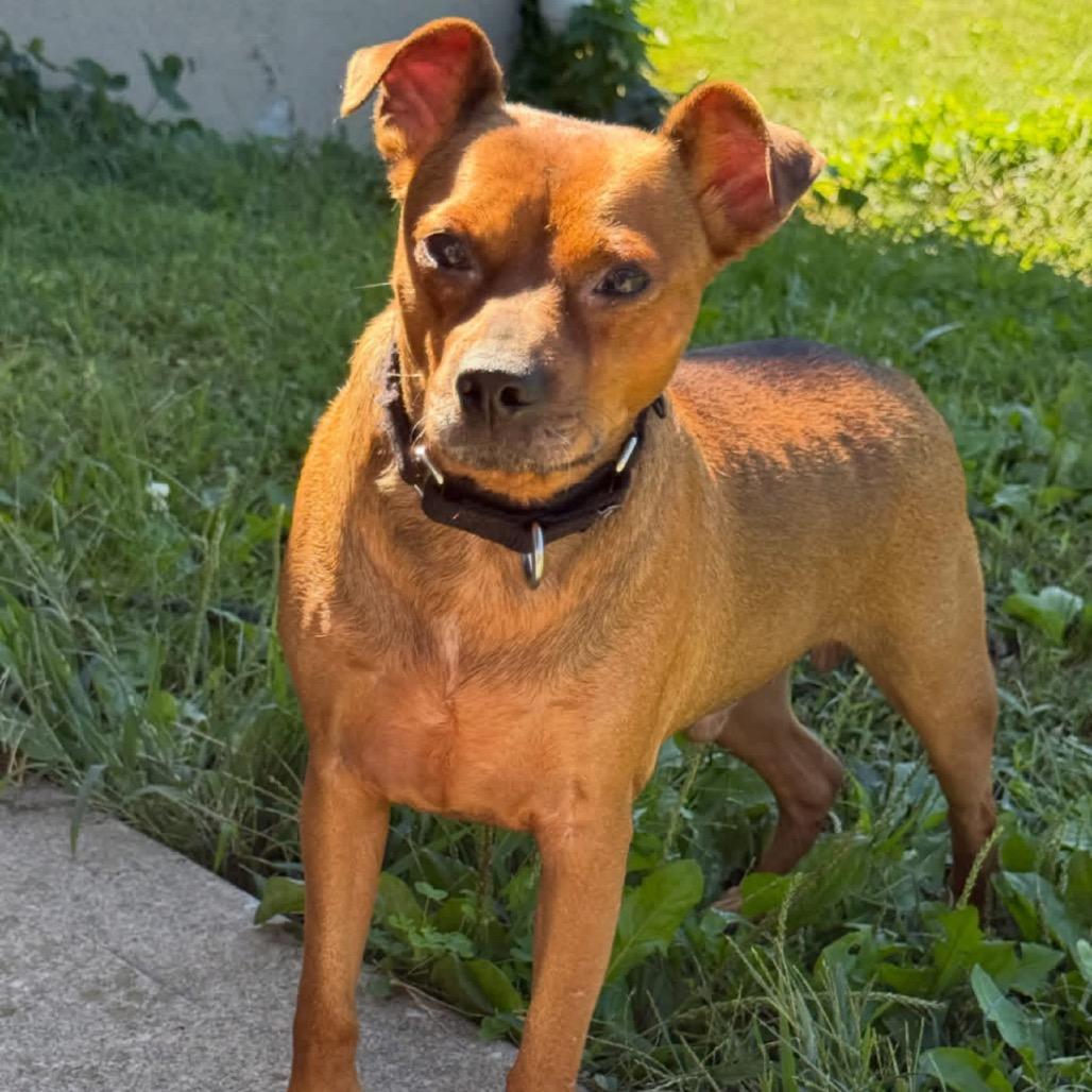 Enlarge Benny, a Adoptable mixed breed in Kansas City, MO image 5/5