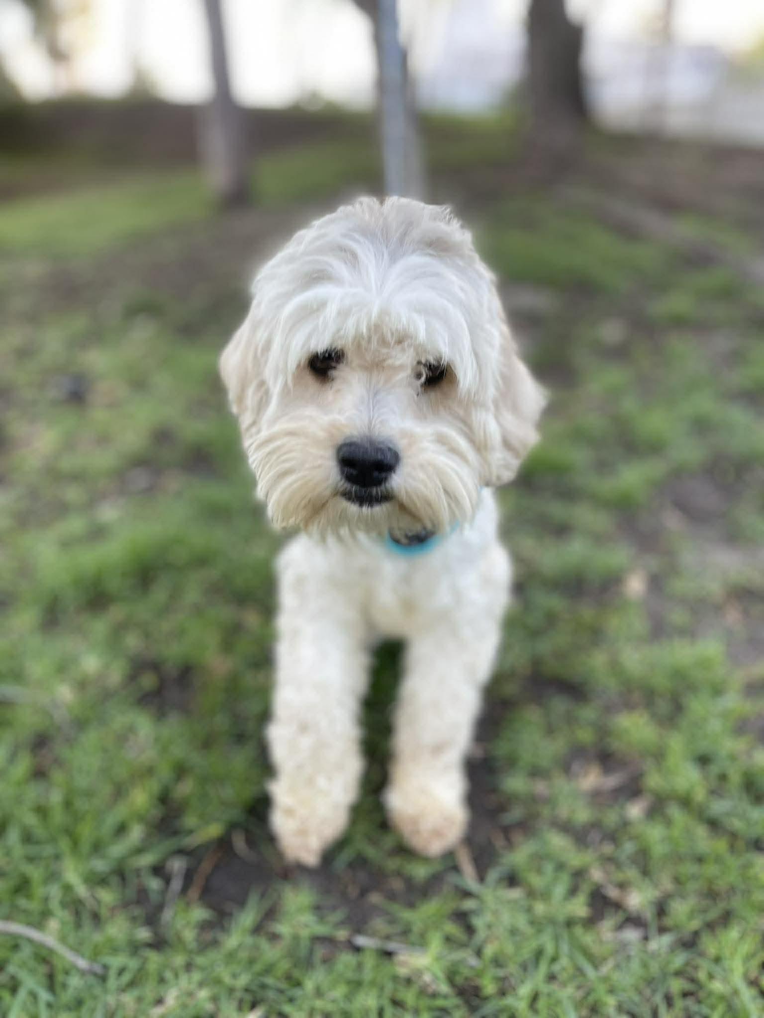 Enlarge MARY ANN 1 yr 14 lbs, a ADOPTABLE mixed breed in Aliso Viejo, CA image 3/4