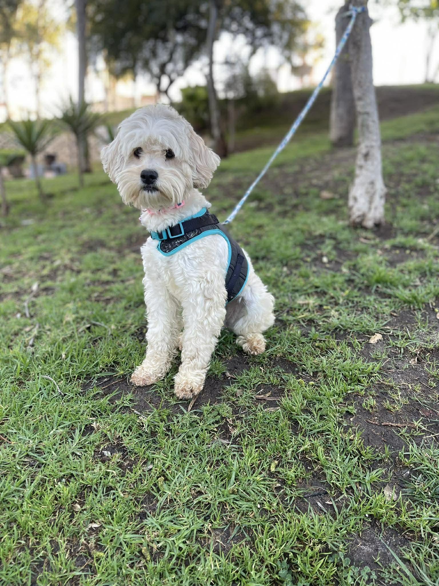 Enlarge MARY ANN 1 yr 14 lbs, a ADOPTABLE mixed breed in Aliso Viejo, CA image 1/4