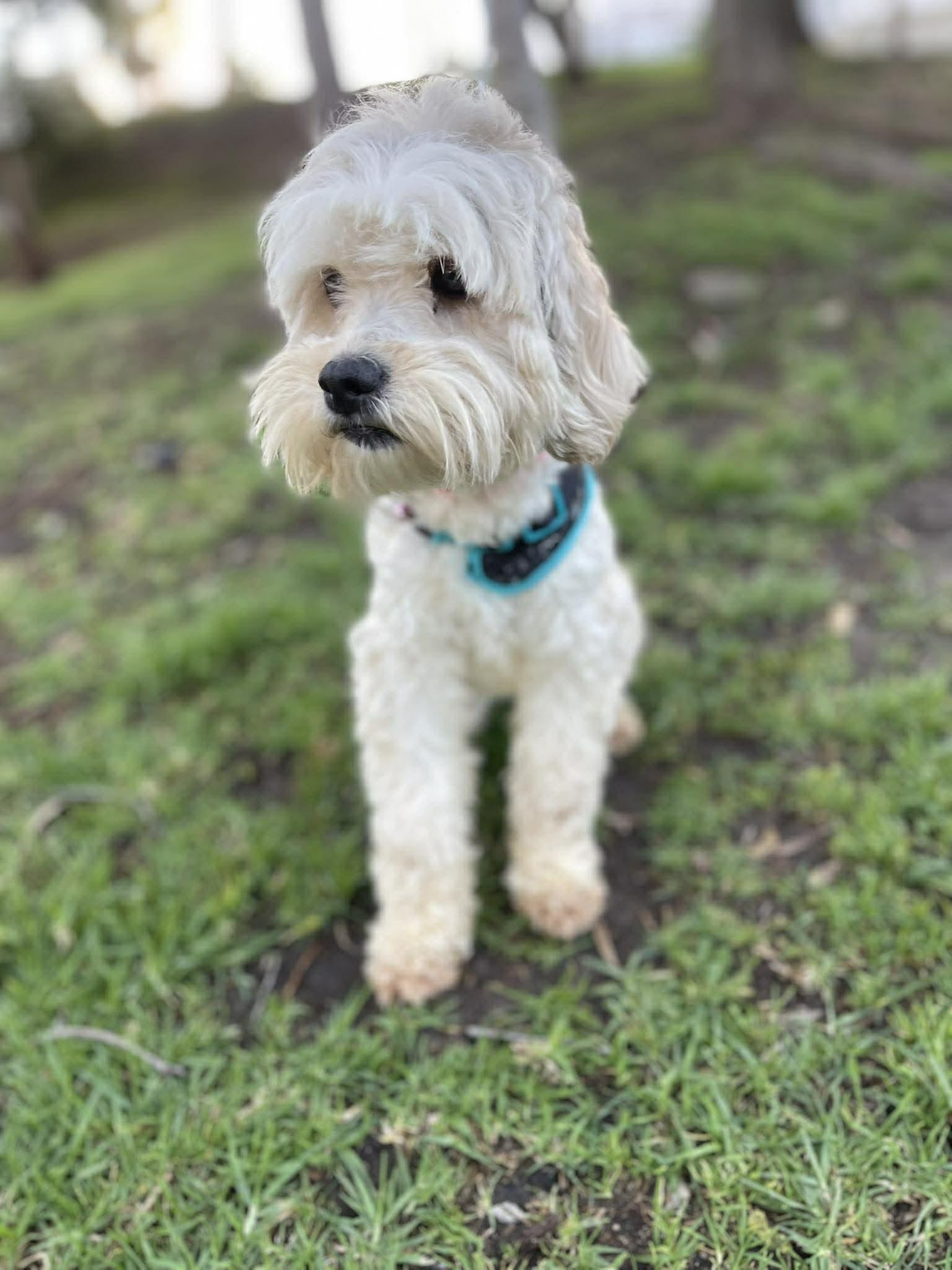 Enlarge MARY ANN 1 yr 14 lbs, a ADOPTABLE mixed breed in Aliso Viejo, CA image 2/4