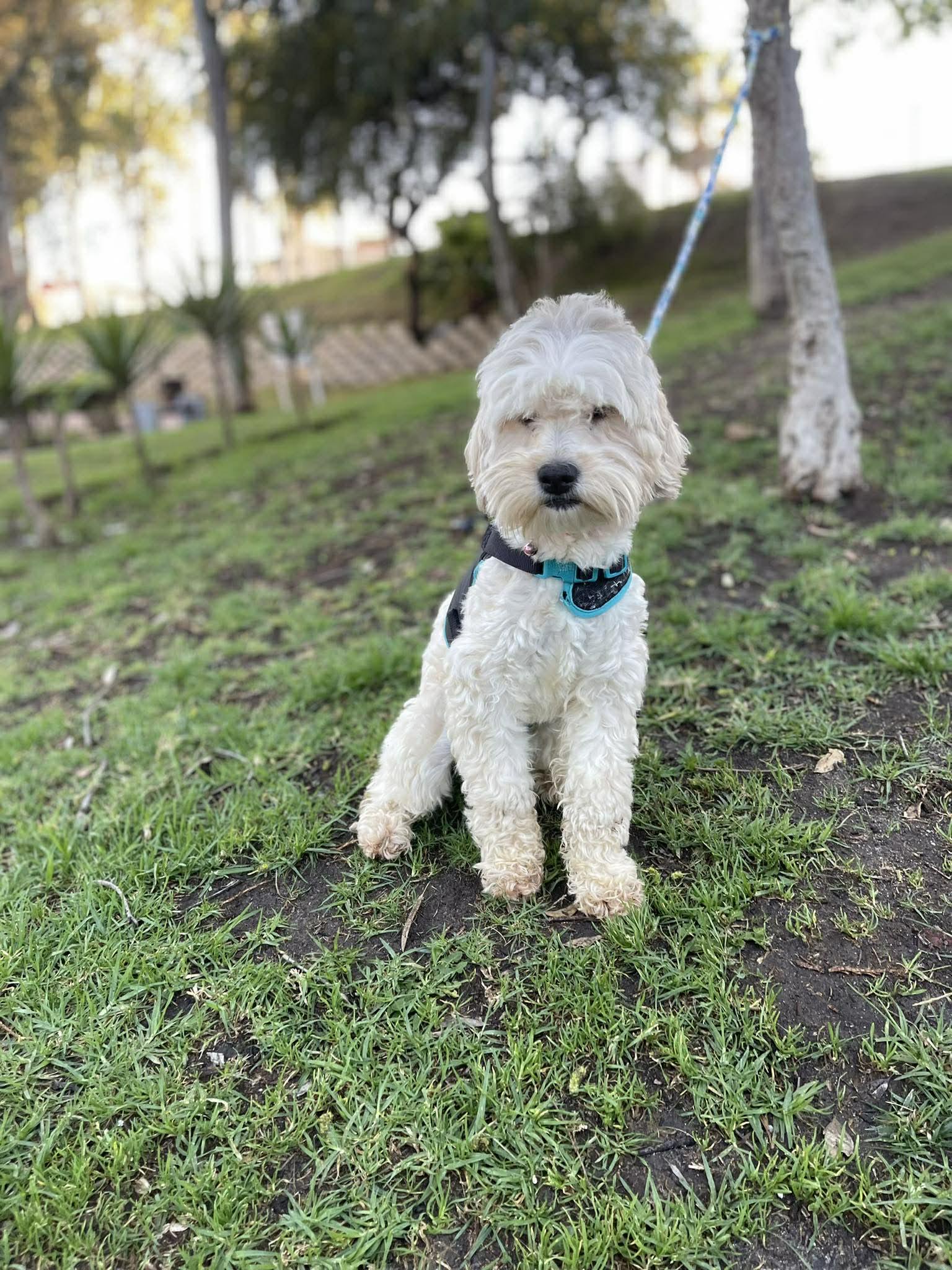 Enlarge MARY ANN 1 yr 14 lbs, a ADOPTABLE mixed breed in Aliso Viejo, CA image 4/4