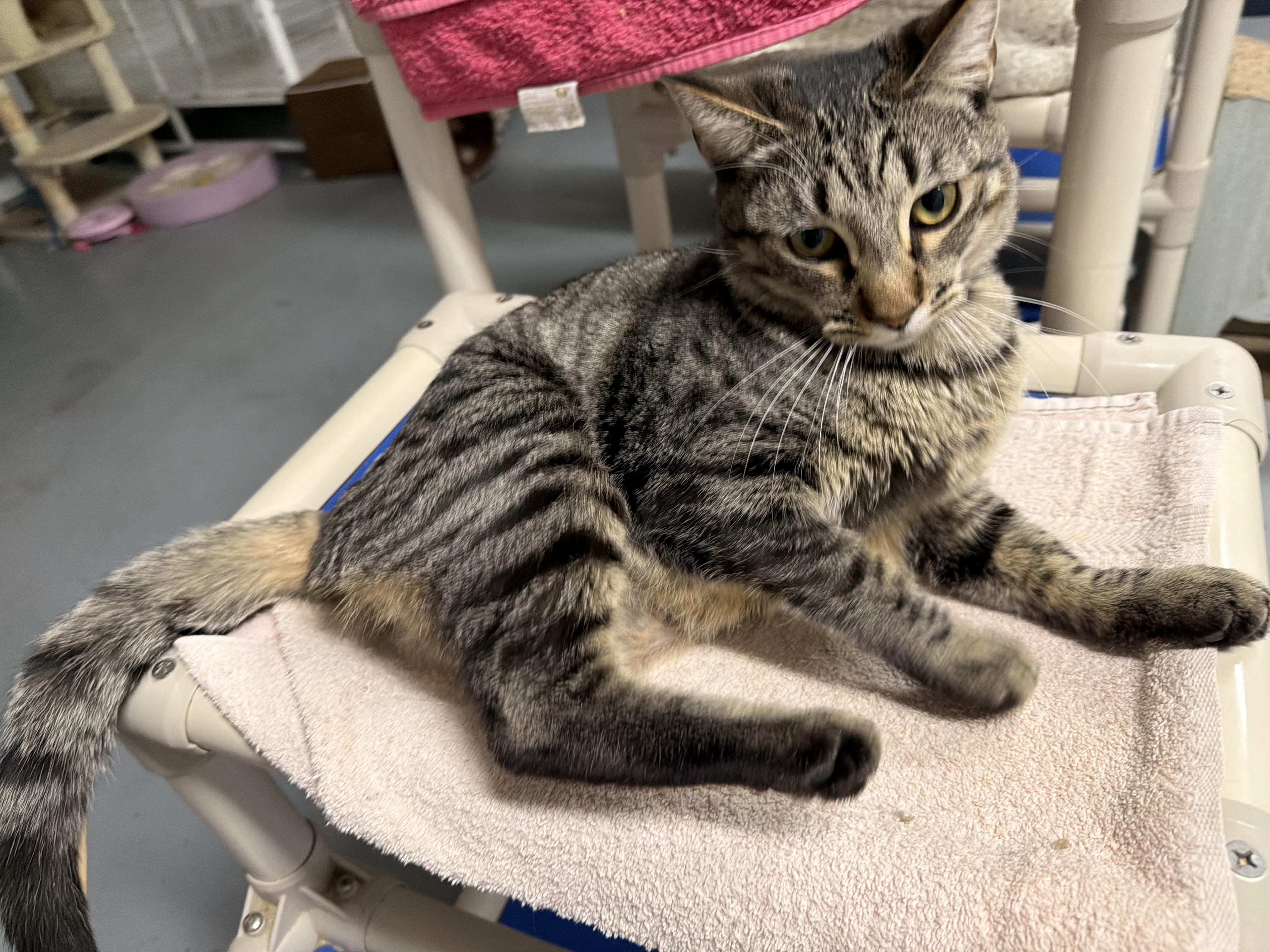 Enlarge Yardstick, a Adoptable Domestic Short Hair in San Luis Obispo, CA image 2/4
