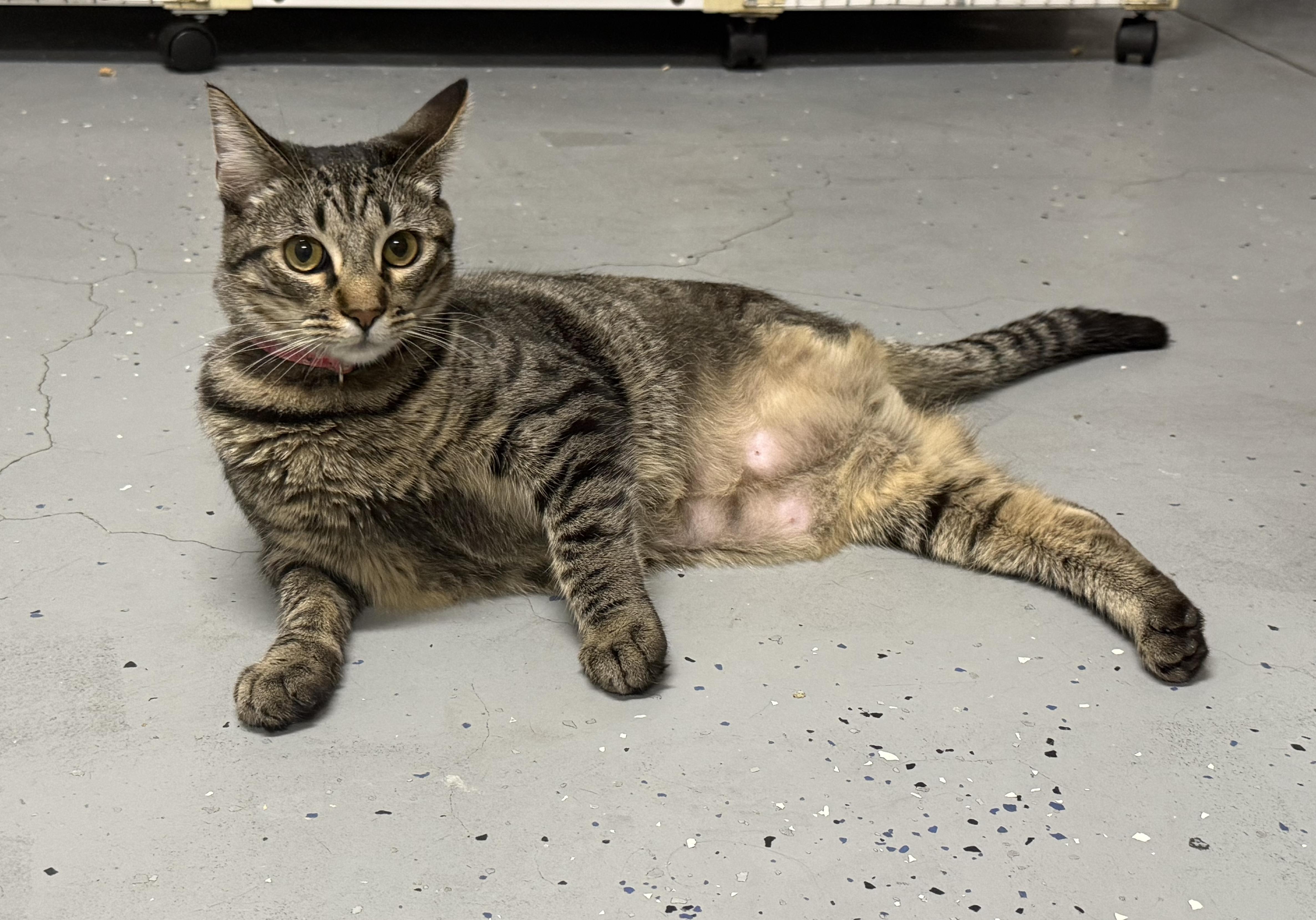 Enlarge Yardstick, a Adoptable Domestic Short Hair in San Luis Obispo, CA image 1/4